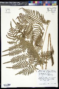 Pteridium aquilinum subsp. pseudocaudatum image