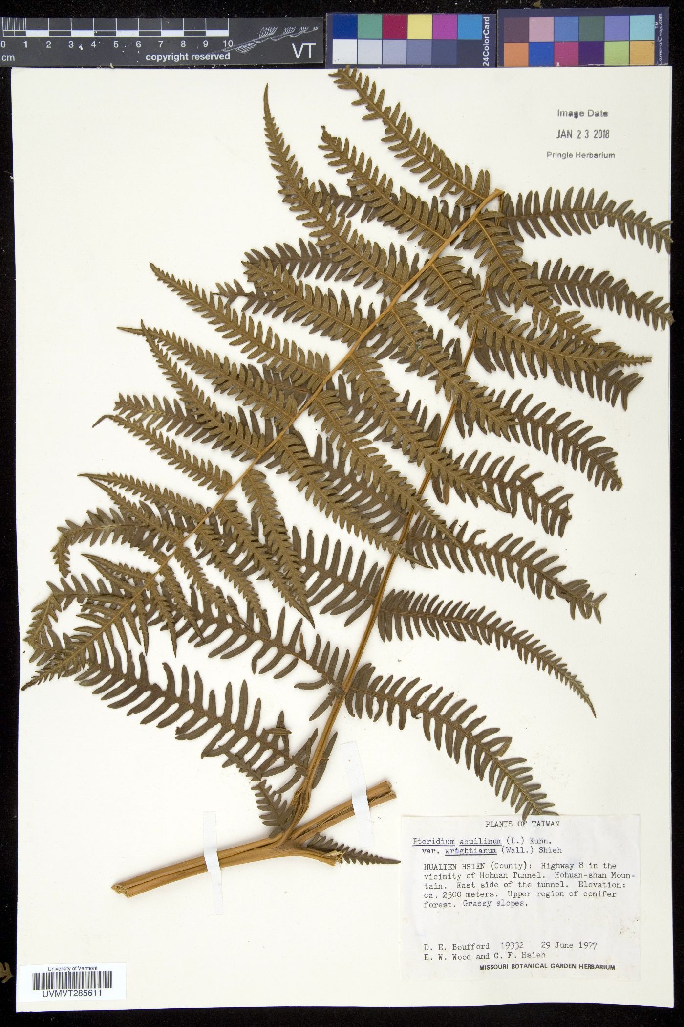 Pteridium revolutum image