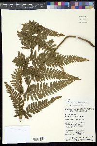 Microlepia trichocarpa image