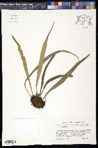Ananthacorus angustifolius image
