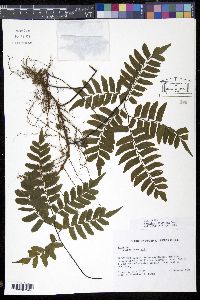 Adiantum latifolium image