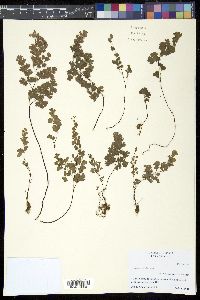 Adiantum capillus-veneris image