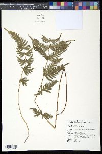 Pteris fauriei image