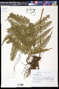 Image of Pteris biaurita