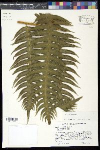 Pteris arborea image