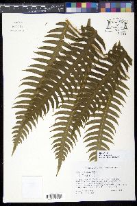 Pteris arborea image