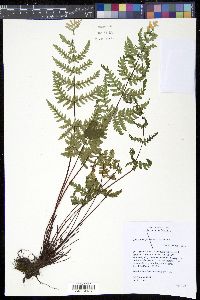 Image of Cheilanthes farinosa