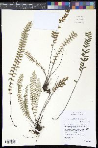 Myriopteris aurea image