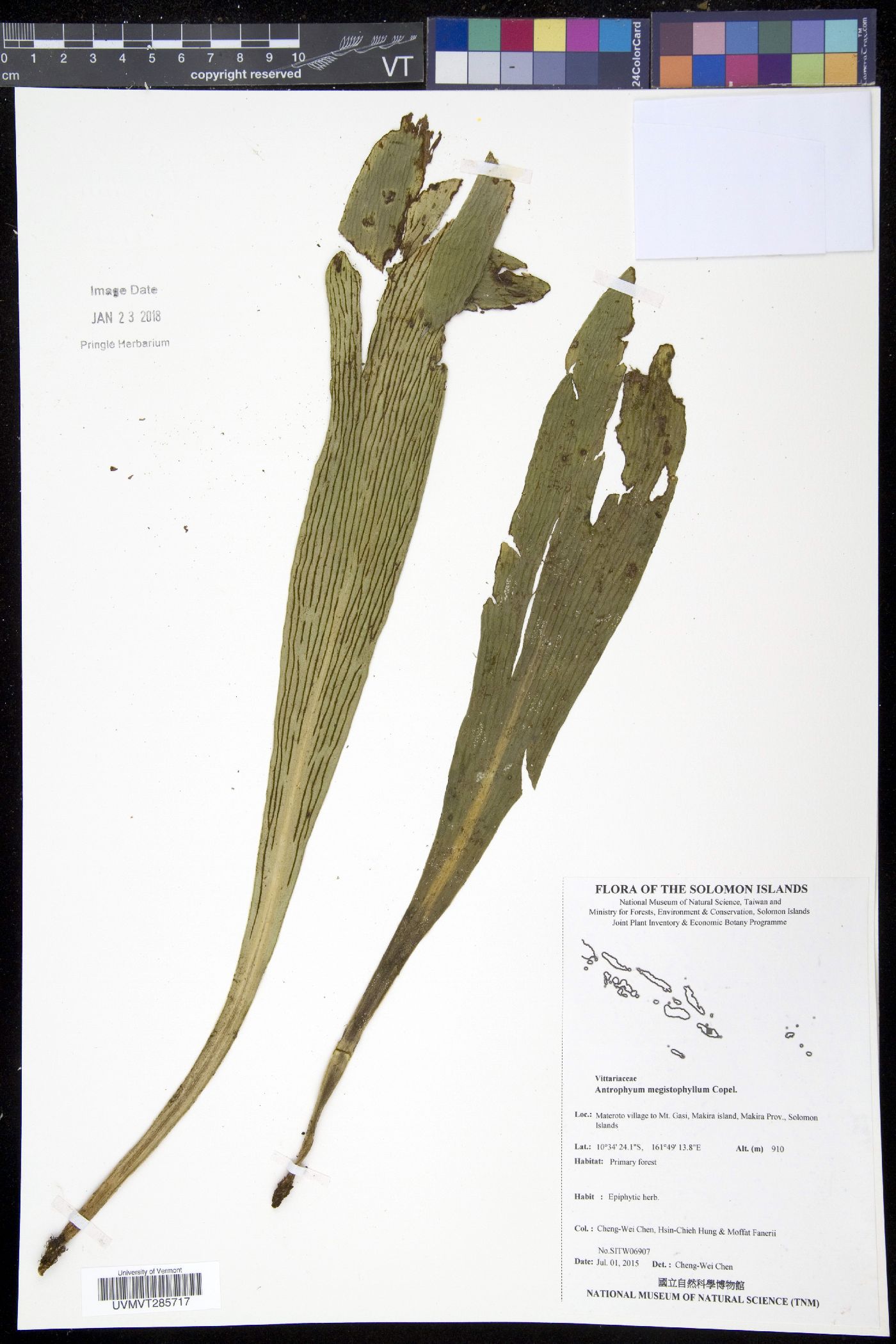 Antrophyum megistophyllum image