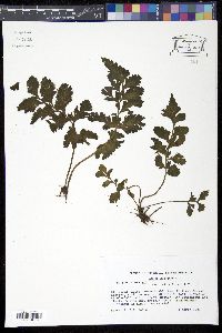 Asplenium obtusifolium image