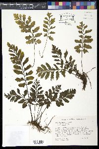 Asplenium obtusifolium image