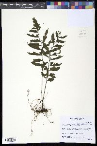 Image of Hymenasplenium riparium