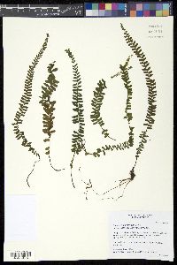 Image of Asplenium polyphyllum