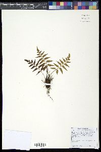 Asplenium polyodon image