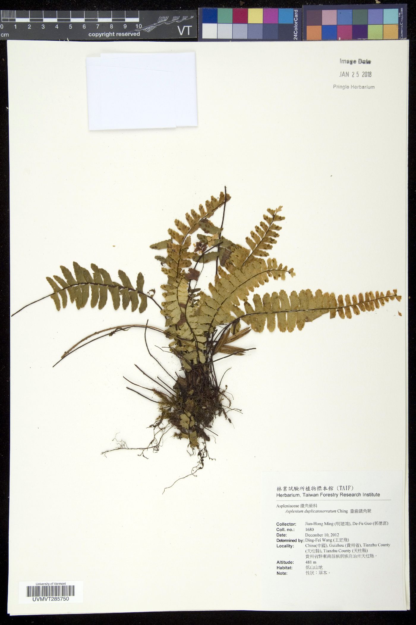 Asplenium duplicatoserratum image