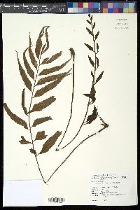 Asplenium polyodon image