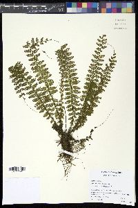 Asplenium maxonii image