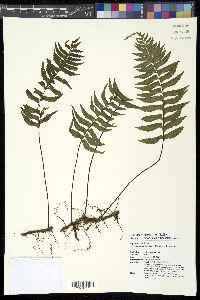 Asplenium hondoense image