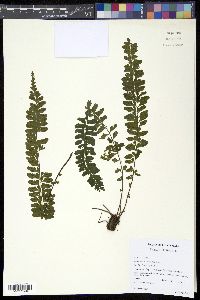 Image of Asplenium sessilifolium