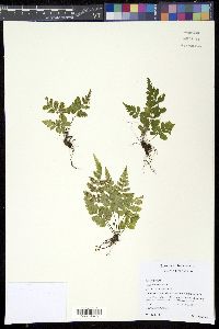 Image of Asplenium pumilum