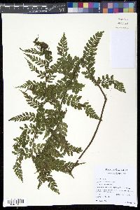 Image of Asplenium commutatum