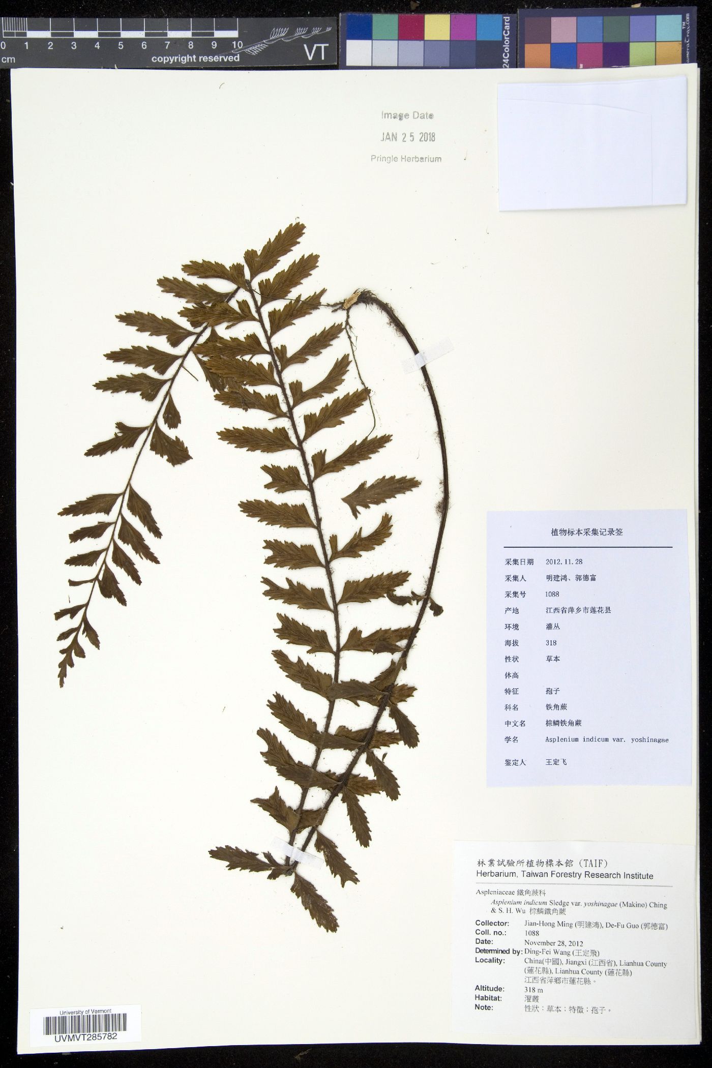 Asplenium yoshinagae subsp. yoshinagae image