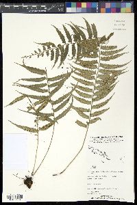 Asplenium tenerum image