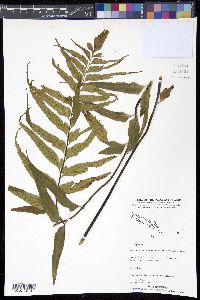 Asplenium polyodon image