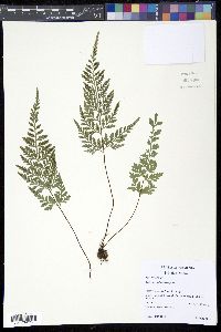 Asplenium adiantum-nigrum image