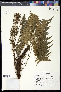 Blechnum fragile image