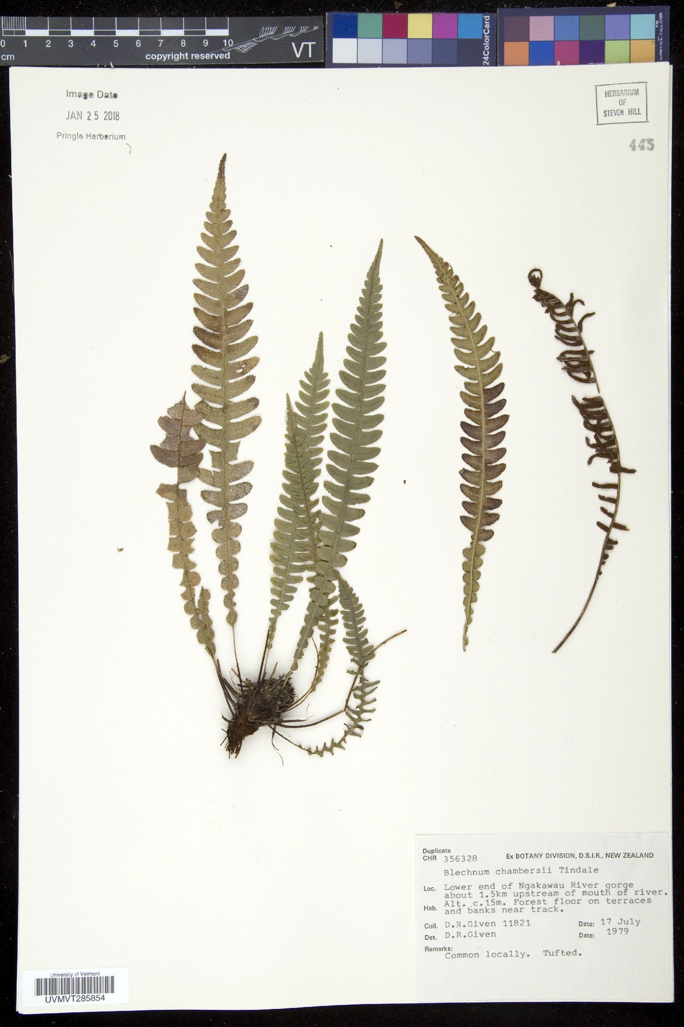 Blechnum chambersii image