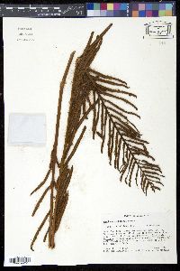 Blechnum auratum image