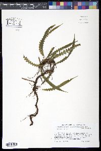 Blechnum binervatum image