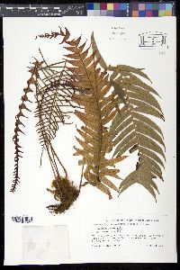 Blechnum binervatum image