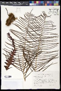 Blechnum binervatum image