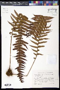 Blechnum binervatum image