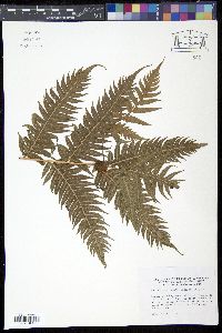 Image of Woodwardia radicans