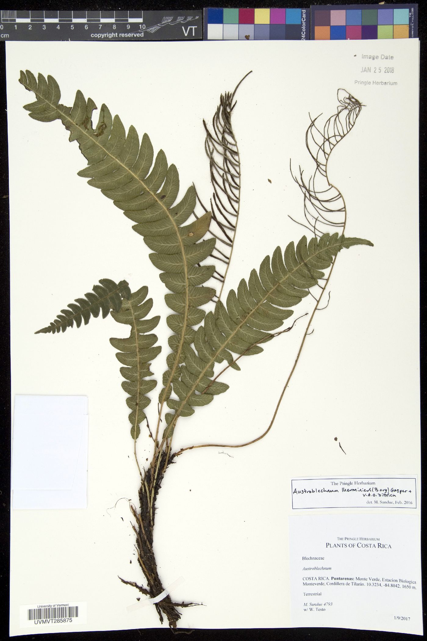 Austroblechnum lherminieri image