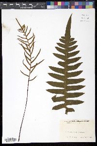 Austroblechnum divergens image