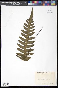 Austroblechnum divergens image