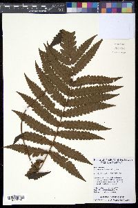 Image of Woodwardia japonica
