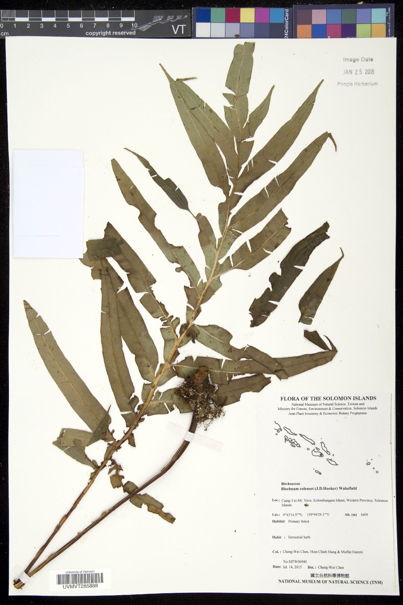Austroblechnum melanocaulon subsp. pallens image