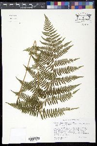 Athyrium filix-femina var. asplenioides image