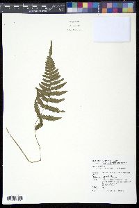 Media resource of Diplazium doederleinii