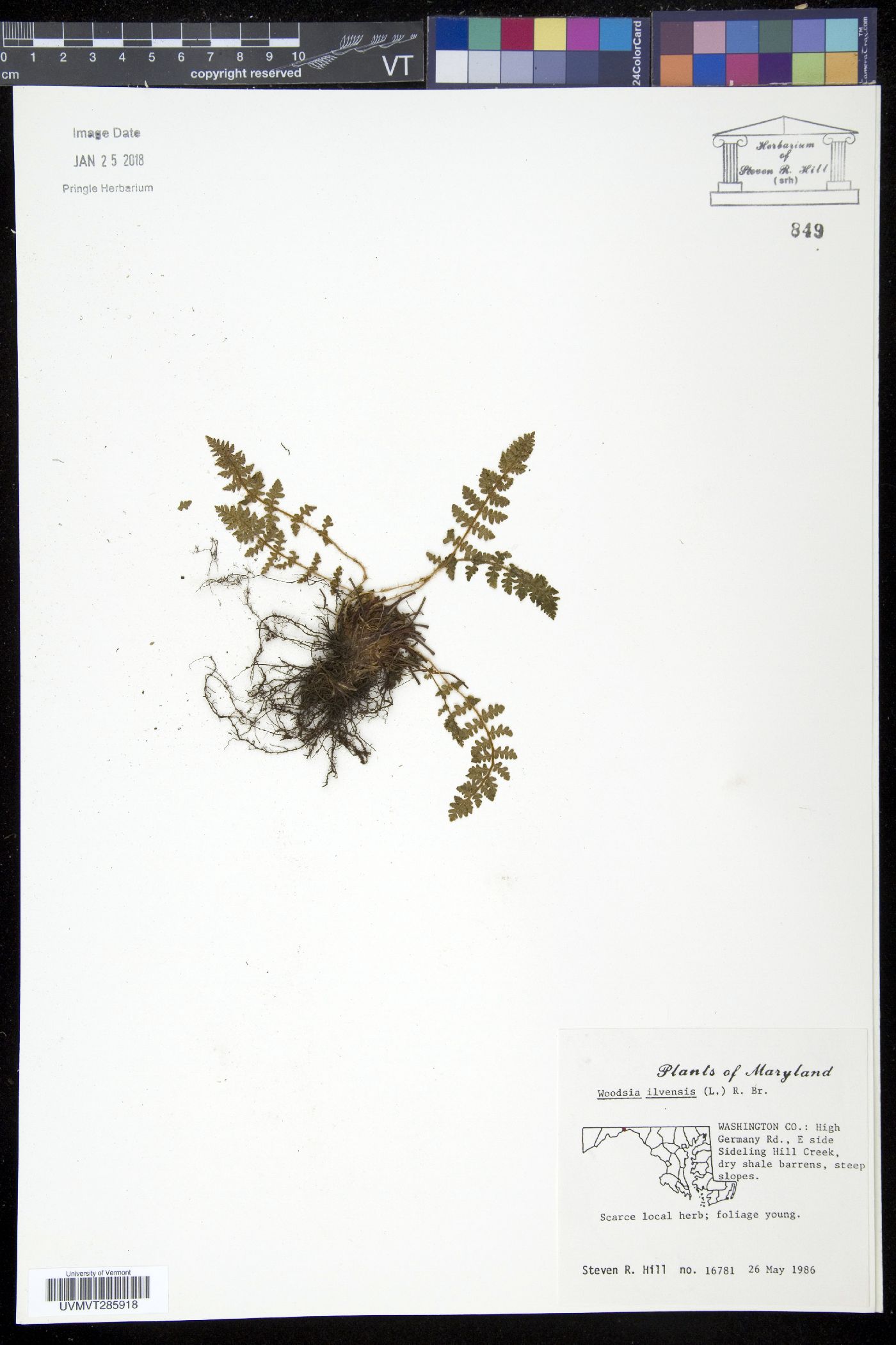 Woodsia ilvensis image