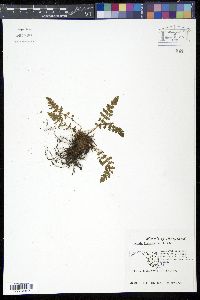 Image of Woodsia ilvensis