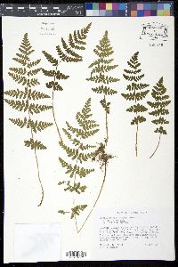 Image of Woodsia obtusa
