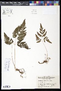 Image of Gymnocarpium jessoense