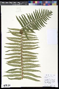 Polystichum munitum image