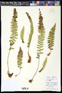 Image of Polystichum imbricans